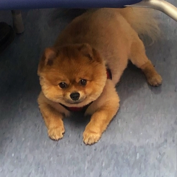 Whiskey Accepts Offers! - Picture 6 of 8